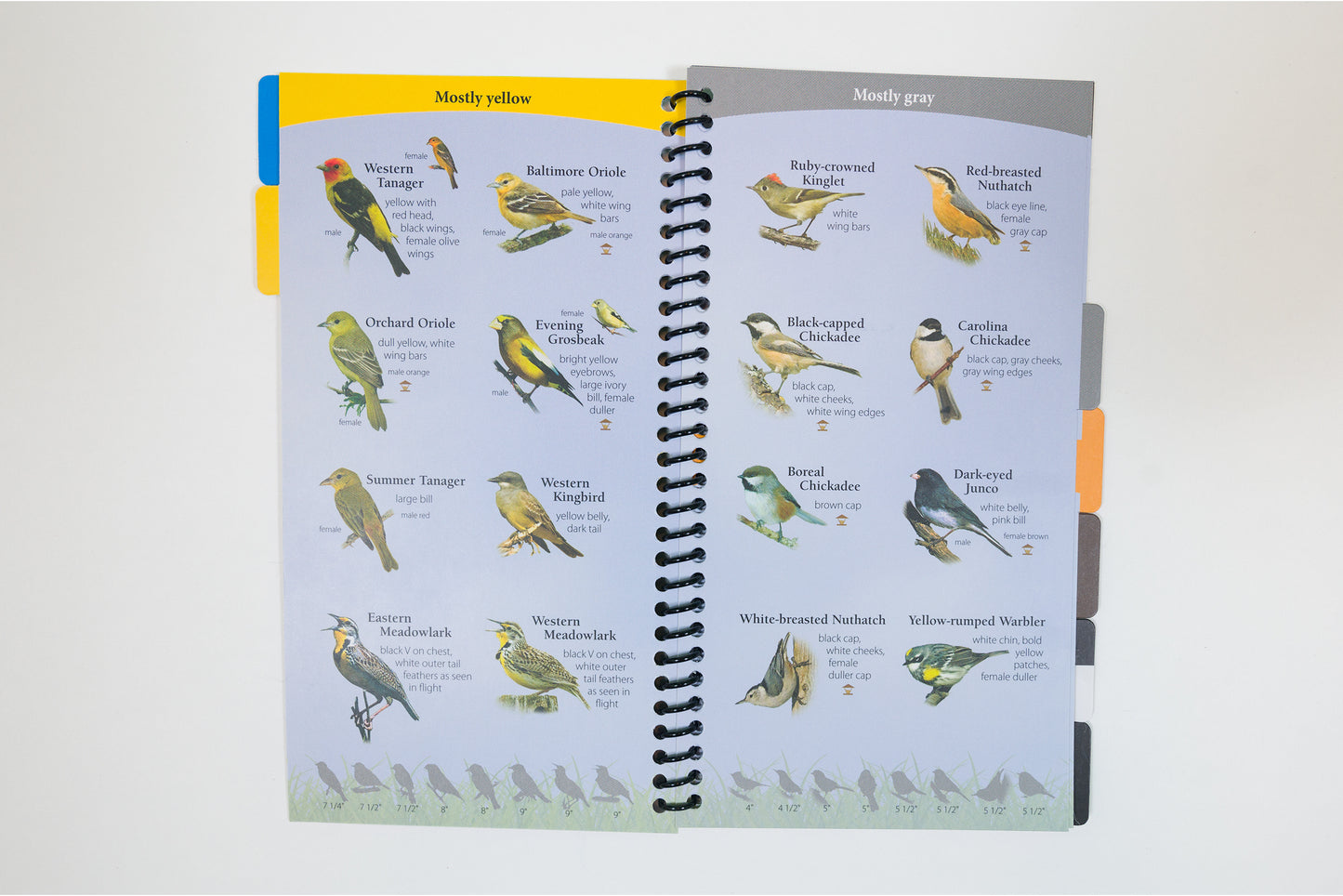 Birds of the Midwest