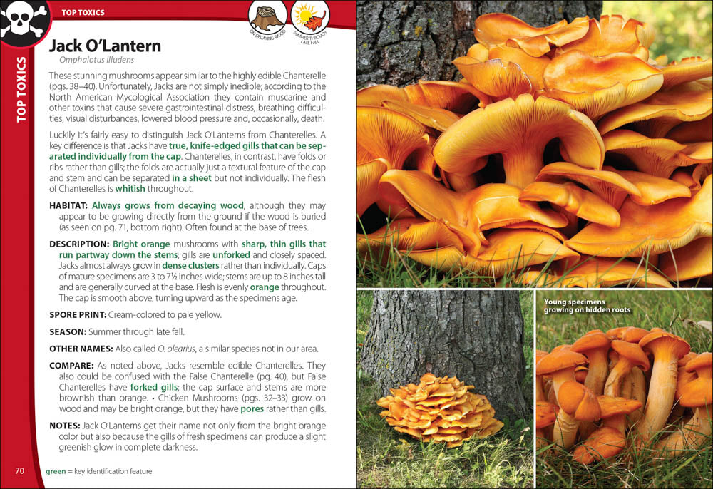 Mushrooms of Northeast