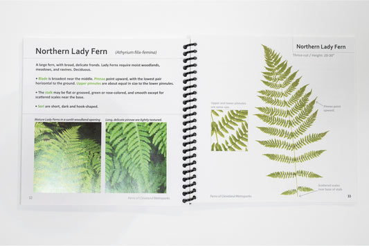 Ferns of Cleveland Metroparks