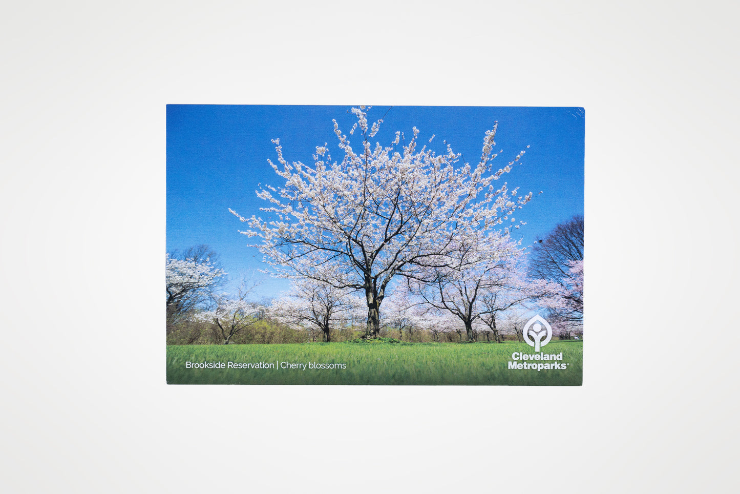 Cherry Blossom Postcard