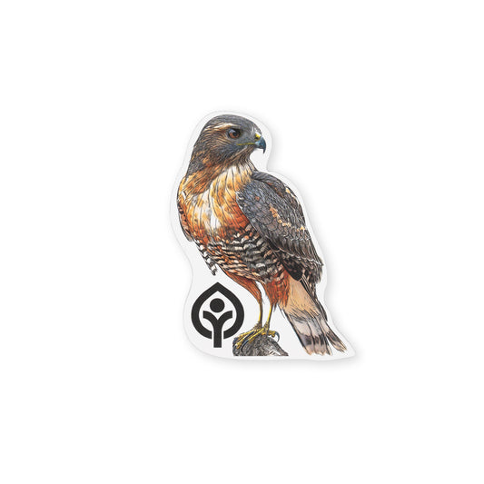 Red-Shouldered Hawk Sticker