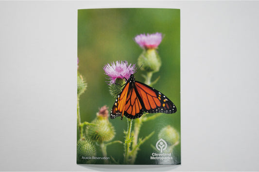 Acacia Butterfly Postcard