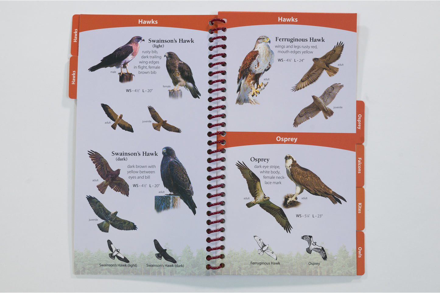 Birds of Prey Midwest
