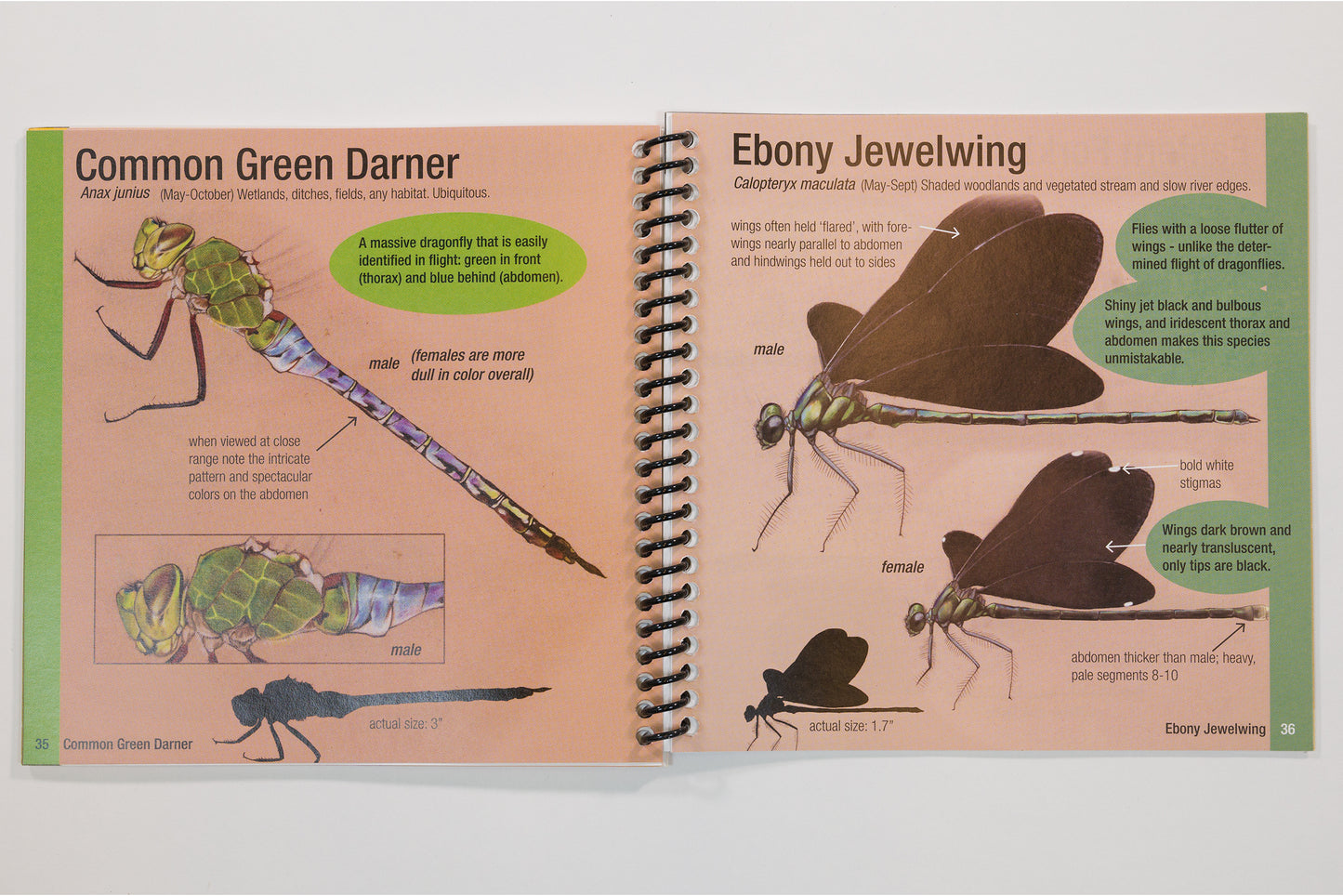 Dragonflies & Damselflies of Cleveland Metroparks